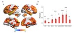 Predicting whole-brain neural dynamics from prefrontal cortex functional near-infrared spectroscopy signal during movie-watching